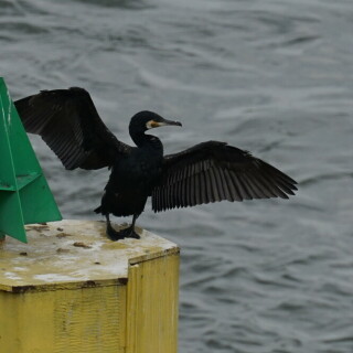 kormoran-24562