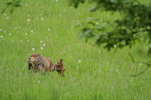 Haarwechsel, Ricke

Aufnameort: Odenwald
Kamera: Canon EOS 60D