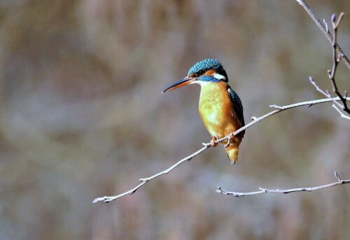 eisvogel-24584.jpeg