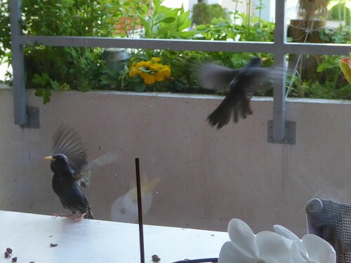 Tisch ist gedeckt: Amsel fliegt weg und macht für den Star Platz!

Aufnameort: Mein Balkon - Wiblingen
Kamera: Panasonic Lumix TZ 71