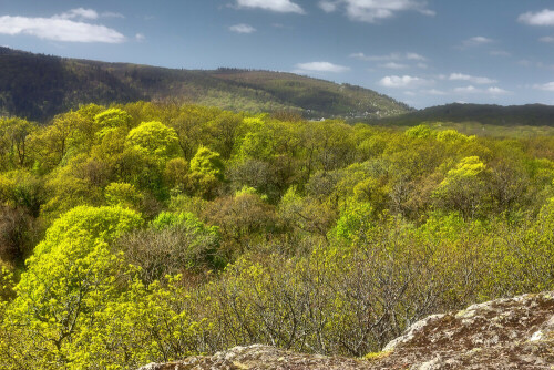 Pfälzerwald, Frühling

Aufnahmeort: Kirchheimbolanden
Kamera: Canon EOS 60D

© Alle von mir veröffentlichten Bilder unterliegen dem Urheberrecht und dürfen ohne meine schriftliche Genehmigung nicht verwendet werden.