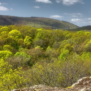 pfalzerwald-im-fruhling-24596