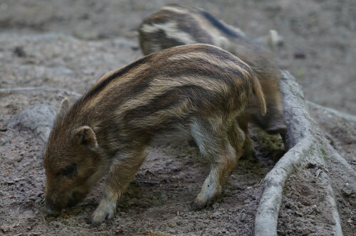 Frischlin im Wildtiergehege Brück

Aufnameort: Wildtiergehege Köln Brück
Kamera: Sony Alpha 7/II