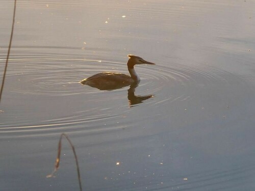 In der Abendsonne auf dem See!

Aufnameort: Ersingen
Kamera: Panasonic Lumix TZ 71