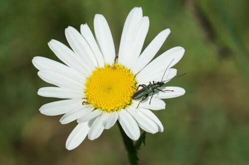 Eine spanische Fliege sitzt auf einer Margerite. Auch wenn es "Fliege" genannt wird, ist es in Wirklichkeit ein Käfer.

Aufnameort: Brück Merheimer Bruch
Kamera: Sony Alpha 7/II