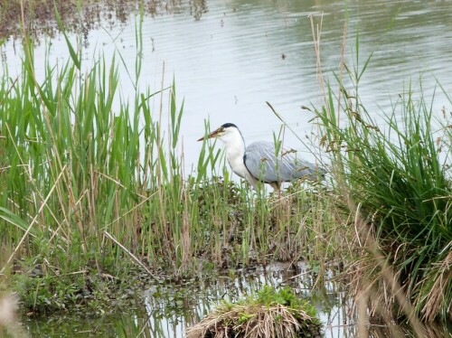 der Fisch gleitet langsam durch die Kehle

Aufnameort: Reinheimer Teich/Odenwald
Kamera: Lumix fz 48