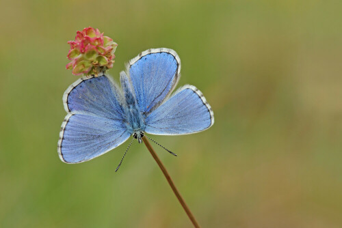 Bläuling

Aufnameort: Neckartal
Kamera: Canon EOS 60D