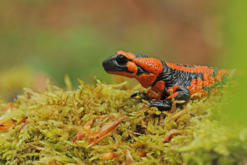 Feuersalamander

Aufnameort: Odenwald
Kamera: Canon EOS 60D