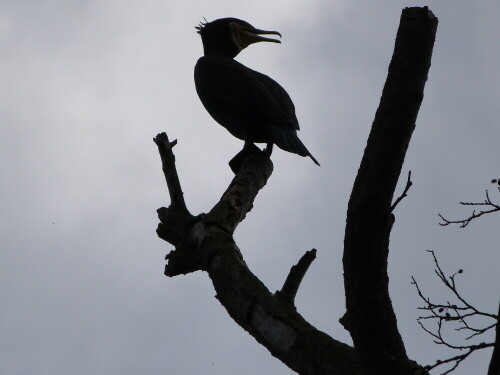 Bei unserem Spaziergang entdeckten wir diesen Kormoran, der im
Gegenlicht aussah wie eine Komikfigur.

Aufnameort: Gersprenz/Münster
Kamera: Lumix fz 48