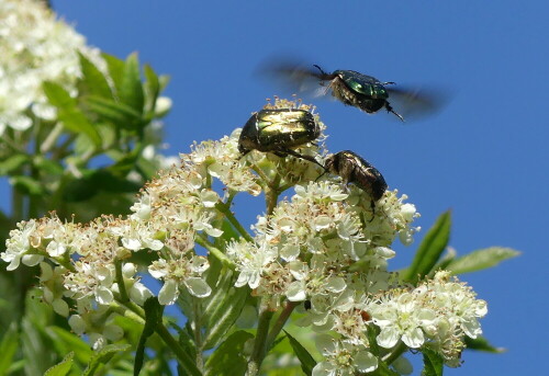 speierlingbluten-mit-rosenkafern-24670.jpeg