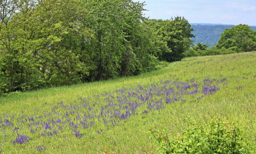 Wiesensalbei

Aufnahmeort: Neckartal
Kamera: Canon EOS 60D

© Alle von mir veröffentlichten Bilder unterliegen dem Urheberrecht und dürfen ohne meine schriftliche Genehmigung nicht verwendet werden.