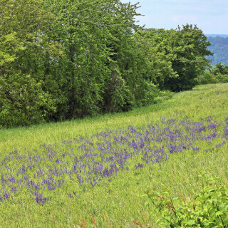 wiese-mit-wiesensalbei-24630