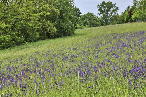 Wiese mit Wiesensalbei

Aufnahmeort: Neckartal
Kamera: Canon EOS 60D

© Alle von mir veröffentlichten Bilder unterliegen dem Urheberrecht und dürfen ohne meine schriftliche Genehmigung nicht verwendet werden.