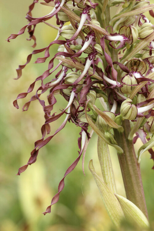 Bocks-Riemenzunge, Himantoglossum hircinum, Blüte


Aufnameort: Neckartal
Kamera: Canon EOS 60D