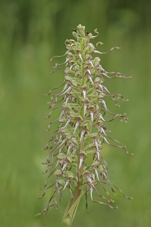 Bocks-Riemenzunge, Himantoglossum hircinum


Aufnameort: Neckartal
Kamera: Canon EOS 60D