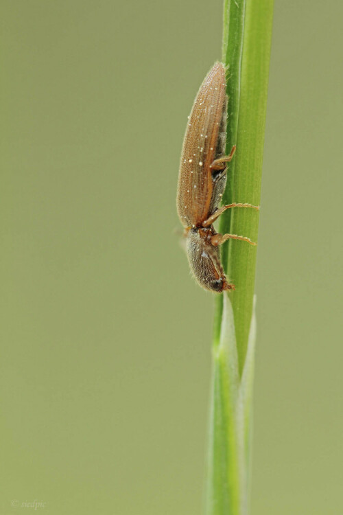 Brauner Schnellkäfer

Aufnameort: Odenwald
Kamera: Canon EOS 60D