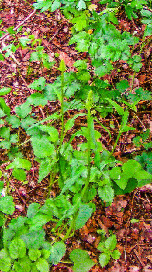 Die Ährige Teufelskralle gehört zu den Glockenblumengewächsen(Campanulaceae).
https://de.wikipedia.org/wiki/Ährige_Teufelskralle

Aufnameort: Östlich des Lohmühlenweihers
Kamera: Medion Camcorder