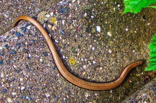 blindschleiche-anguis-fragilis-l-1758-24686.jpeg