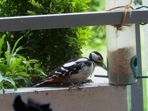 Dieser Buntspecht besucht mich täglich - natürlich die Futterstelle auf meinem Balkon. Er frißt mit Vorliebe die Sonnenblumenkerne.

Aufnameort: Wilblingen
Kamera: Panasonic Lumix TZ 71