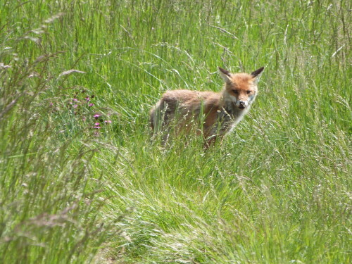 Etwa 1 km weit spazierte dieser Fuchs auf unserem Weg. Immer so etwa 40 m vor uns. Es war herrlich, der Wind stand gut, so daß er uns nicht
wahrnahm.

Aufnameort: NSG Kühkopf/Rhein
Kamera: Lumix fz 48