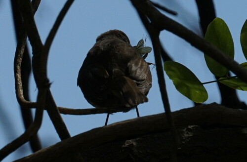 amsel-mit-beute-im-schnabel-24689.jpeg