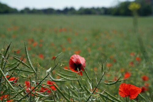 Dieser Bauer scheint auf Herbizide weitgehend verzichtet zu haben, das ganze Rapsfeld ist voller Mohnblumen. Ein schöner farblicher Kontrast zu den gelben Blüten der Rapspflanze.

Aufnameort: Nahe der Herler Burg in Köln-Buchheim
Kamera: Sony Alpha 7/II