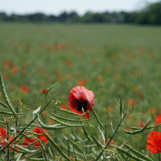 mohnblumen-im-rapsfeld-24691