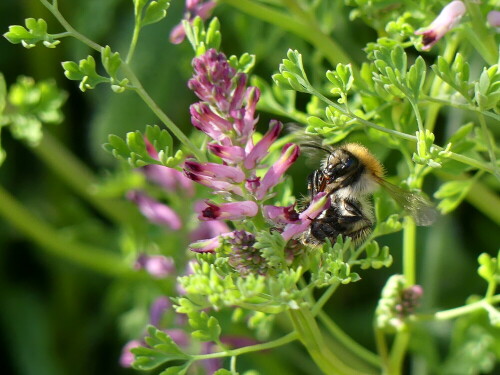 hummel-auf-gemeinem-erdrauch-24711.jpeg