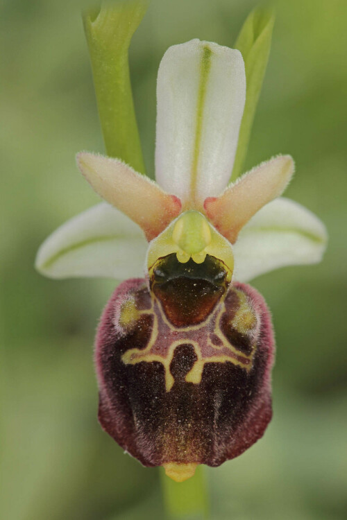 Blüte der Hummel-Ragwurz

Aufnameort: Neckartal
Kamera: Canon EOS 60D