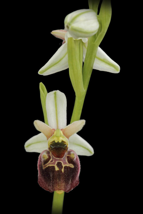 Blüten der Hummel-Ragwurz

Aufnameort: Neckartal
Kamera: Canon EOS 60D