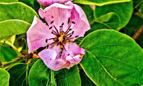 Quitten gehören zu den Kernobstgewächsen(Pyrinae) und zu den Rosengewächsen(Rosaceae).
Als Obstbaum wird sie kultiviert.
https://de.wikipedia.org/wiki/Quitte


Aufnameort: Eiershausen Garten
Kamera: Medion Camcorder