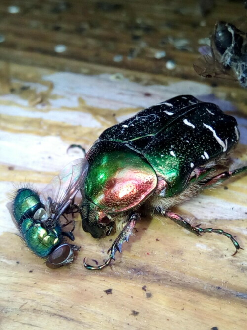 Goldrosenkäfer mit Fliegenbeute

Aufnameort: 97215 Equarhofen
Kamera: Handy