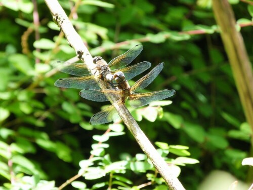 paarungsrad-der-plattbauch-libelle-24709.jpeg