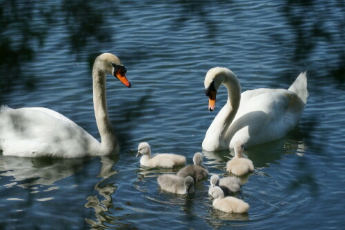 Die Schwanenfamilie wirkte sehr harmonisch. Mit etwas Phantasie, bilden die beiden Altvögel mit ihren Hälsen ein Herz.

Aufnameort: Höhenfelder See in Köln Dünnwald
Kamera: Sony Alpha 7/II