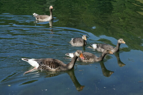 Sehr einträchtig wirkte die Graugansfamilie beim Schwimmen auf dem See.

Aufnameort: Höhenfelder See in Köln Dünnwald
Kamera: Sony Alpha 7/II