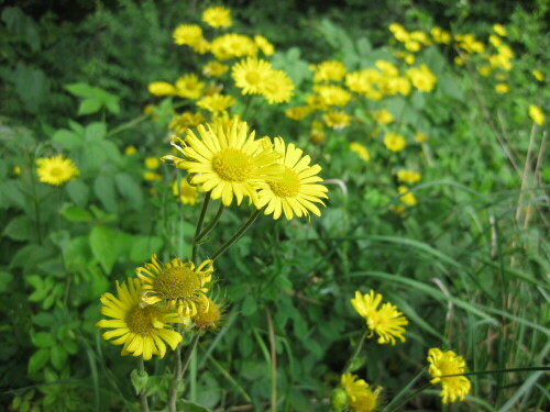 Im Hegau bei Singen bildet Kriechender Gemswurz (Doronicum pardalianches) blühende Rasen. Ansonsten kommt diese seltene Gemswurz-Art in Baden-Württemberg fast nur noch im Taubertal vor.

Aufnameort: Rielasingen
