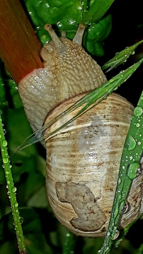 ...endlich Regen

Aufnameort: Im Garten, Niederasphe
Kamera: Smartphone