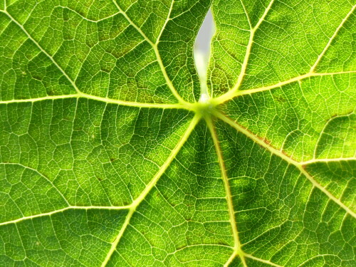 

Aufnameort: Weidenbach in meinem Garten
Kamera: Panasonic Lumix FZ 330