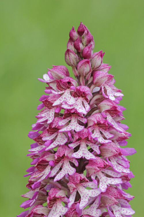 Knabenkraut Hybride
Orchis purpurea x Orchis militaris

Aufnameort: Neckartal
Kamera: Canon EOS 60D

© Alle von mir veröffentlichten Bilder unterliegen dem Urheberrecht und dürfen ohne meine schriftliche Genehmigung nicht verwendet werden.