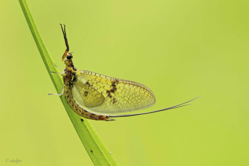 Eintagsfliege

Aufnameort: Odenwald
Kamera: Canon EOS 60D