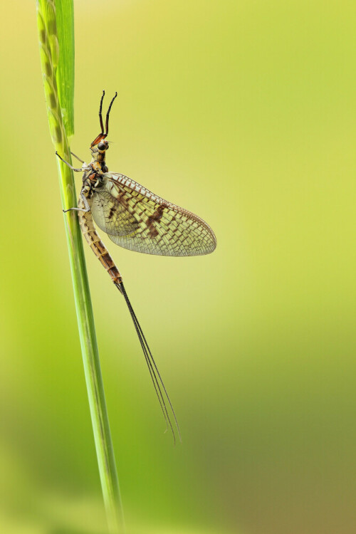 Eintagsfliege

Aufnameort: Odenwald
Kamera: Canon EOS 60D