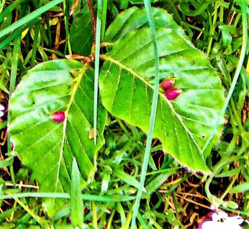 Die Gallmücke Mikiola fagi legt auf Blättern der Rotbuche(Fagus sylvatica(L.)) ihre Eier ab. Diese verursachen auuch durch chemische Reisze eine Überwucherung durch Pflanzen- bzw. Blattgewebe. 
So bilden sich die Pflanzengalle auf den Blättern.
https://de.wikipedia.org/wiki/Gallmücken#/media/Datei:Fagus_sylvatica_gall2_ies.jpg
https://it.wikipedia.org/wiki/Mikiola_fagi

Aufnameort: Eiershausen Waldrand Hirschberg
Kamera: Medion Camcorder