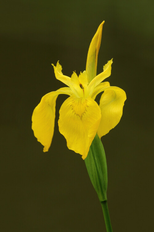 Gelbe Sumpf-Schwertlilie

Aufnameort: Odenwald
Kamera: Canon EOS 60D