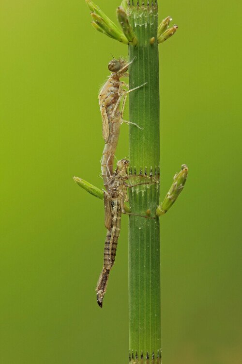 Geschlüpfte Kleinlibelle

Aufnameort: Odenwald
Kamera: Canon EOS 60D