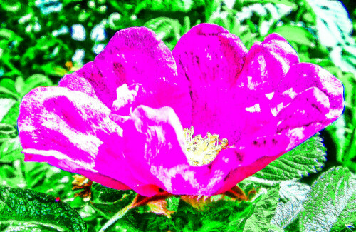 Die Kartoffel-Rose ist im Osten von Asien beheimatet.
https://de.wikipedia.org/wiki/Kartoffel-Rose

Aufnameort: Eiershausen Garten
Kamera: Medion Camcorder