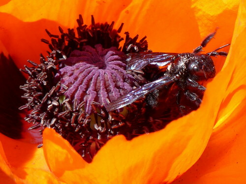 

Aufnameort: Weidenbach in meinem Garten
Kamera: Panasonic Lumix FZ 330