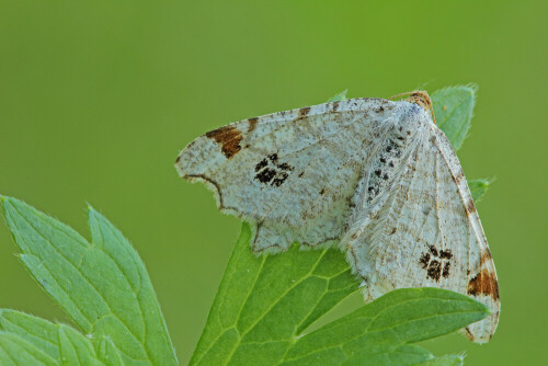 Hellgrauer Eckflügelspanner
Macaria notata


Aufnameort: Odenwald
Kamera: Canon EOS 60D