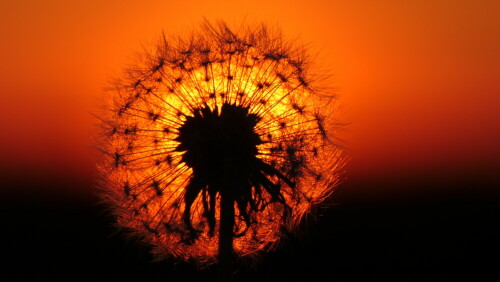 pusteblume-im-sonnenutergang-24838.jpeg