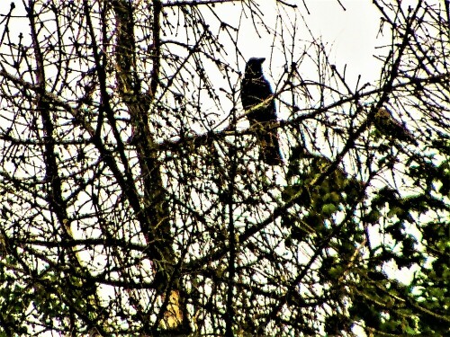 saatkrahe-corvus-frugilegus-l-1758-am-rommelsberg-24841.jpeg