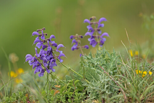 Wiesensalbei, Salvia pratensis


Aufnameort: Baden-Württemberg
Kamera: Canon EOS 60D